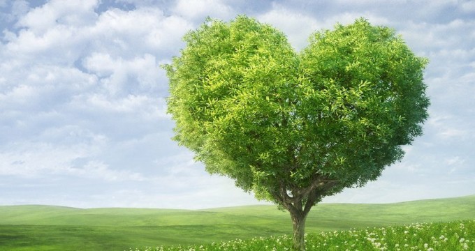 tree-love-sized